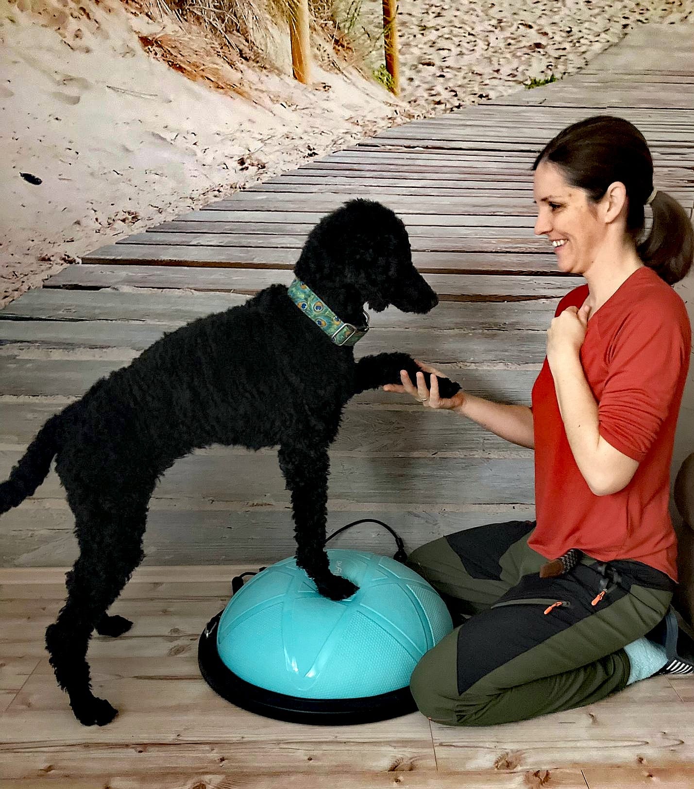 Hund auf Ball