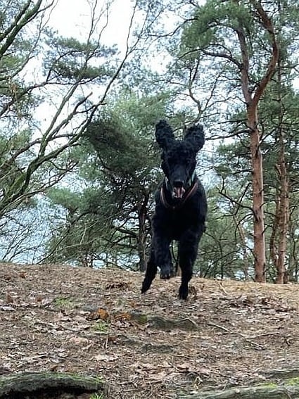 Hund springt