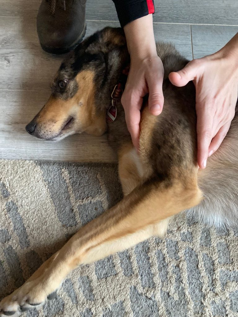 Behandlung Hund